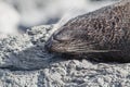 New Zealand Fur Seal arctocephalus forsteri Royalty Free Stock Photo