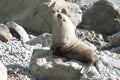 New Zealand Fur Seal arctocephalus forsteri Royalty Free Stock Photo