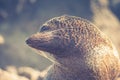 New Zealand Fur Seal arctocephalus forsteri Royalty Free Stock Photo