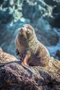 New Zealand Fur Seal arctocephalus forsteri Royalty Free Stock Photo