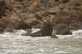 New Zealand Fur Seal - Arctocephalus forsteri - kekeno lying on the rocky beach in the bay in New Zealand Royalty Free Stock Photo