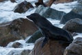 New Zealand Fur Seal - Arctocephalus forsteri - kekeno lying on the rocky beach in the bay in New Zealand Royalty Free Stock Photo