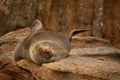 New Zealand Fur Seal - Arctocephalus forsteri - kekeno lying on the rocky beach in the bay in New Zealand Royalty Free Stock Photo