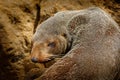 New Zealand Fur Seal - Arctocephalus forsteri - kekeno lying on the rocky beach in the bay in New Zealand Royalty Free Stock Photo