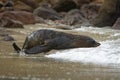 New Zealand Fur Seal - Arctocephalus forsteri - kekeno lying on the rocky beach in the bay in New Zealand Royalty Free Stock Photo