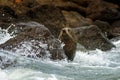 New Zealand Fur Seal - Arctocephalus forsteri - kekeno lying on the rocky beach in the bay in New Zealand Royalty Free Stock Photo