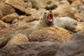 New Zealand Fur Seal - Arctocephalus forsteri - kekeno lying on the rocky beach in the bay in New Zealand Royalty Free Stock Photo