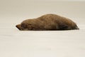 New Zealand Fur Seal - Arctocephalus forsteri - kekeno lying on the rocky beach in the bay in New Zealand Royalty Free Stock Photo