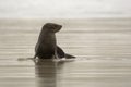 New Zealand Fur Seal - Arctocephalus forsteri - kekeno youngster baby seal swimming in the bay in New Zealand Royalty Free Stock Photo