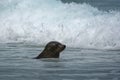 New Zealand Fur Seal - Arctocephalus forsteri - kekeno youngster baby seal swimming in the bay in New Zealand Royalty Free Stock Photo