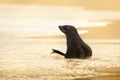 New Zealand Fur Seal - Arctocephalus forsteri - kekeno youngster baby seal swimming in the bay in New Zealand Royalty Free Stock Photo