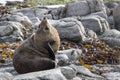 New Zealand Fur Seal (Arctocephalus forsteri) scratching it's ne Royalty Free Stock Photo