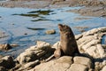 New Zealand fur seal basking on rocks Royalty Free Stock Photo