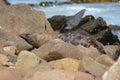 New Zealand fur seal basking Royalty Free Stock Photo