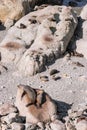 New Zealand fur seal colony with young pups resting on huge boulders on beach near Kaikoura Royalty Free Stock Photo