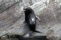 New Zealand Fur Seal fresh out of the water Royalty Free Stock Photo