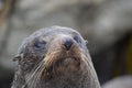 New Zealand Fur Seal in Kaikoura