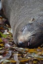 New Zealand Fur Seal in Kaikoura