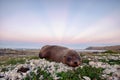 Marine wildlife of seal in Kaikoura, New Zealand
