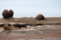 A New Zealand Fur Seal / Kekeno lying among the boulders in Shag Point in the Catlins in the South Island in New Zealand Royalty Free Stock Photo