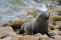 New Zealand fur seal, or kekeno, in marine reserve at Shag Point Royalty Free Stock Photo