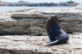 New Zealand Fur Seal (kekeno) on rocks at Kaikoura Seal Colony, Royalty Free Stock Photo