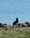 A New Zealand Fur Seal / Kekeno sunbathing and relaxing in Otago Penninsula near Dunedin Royalty Free Stock Photo