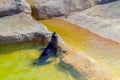 New Zealand Fur Seal, Playful Encounters in a Pool