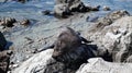 New Zealand Fur Seal of the Point Kean Colony in Kaikoura.