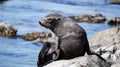 New Zealand Fur Seal of the Point Kean Colony in Kaikoura