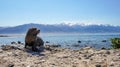 New Zealand Fur Seal of the Point Kean Colony in Kaikoura Royalty Free Stock Photo