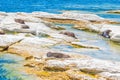 New Zealand fur seal at point Kean in Kaikoura, New Zealand