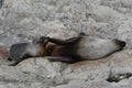 New Zealand fur seal pup nursing from its mother at Ohau Point Royalty Free Stock Photo