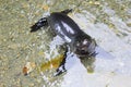 New Zealand Fur Seal Pup relaxing in clear water Royalty Free Stock Photo