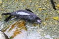 New Zealand Fur Seal Pup swimming in clear water Royalty Free Stock Photo