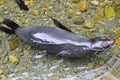 New Zealand Fur Seal Pup swimming in clear water Royalty Free Stock Photo