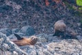 New Zealand fur seal pups at Banks peninsula, New Zealand Royalty Free Stock Photo