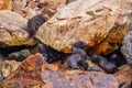 New Zealand fur seal pups at Kaikoura, New Zealand Royalty Free Stock Photo