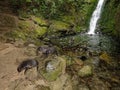 New Zealand fur seal pups in a nursery playing under a waterfall Royalty Free Stock Photo