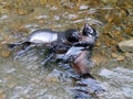 New Zealand Fur Seal Pups Royalty Free Stock Photo