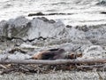 New Zealand fur seal resting on an ocean beach in the afternoon