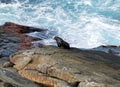 New Zealand Fur Seal At Cape Couedic Kangaroo Island SA Australia
