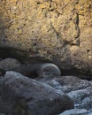 Fur seal Sleeping under rock