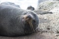 A New Zealand Fur Seal Smiles For The Camera