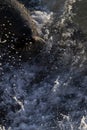 New Zealand fur seal splashed with sea water during a sunny sunrise at Shag Point, New Zealand