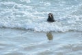 New Zealand fur seal swimming Royalty Free Stock Photo