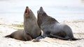 New Zealand Fur Seal Royalty Free Stock Photo