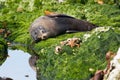 New Zealand fur seal Royalty Free Stock Photo