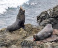 New Zealand fur seals resting on the Pacific ocean beach rocks