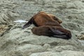 New Zealand fur seals sleep on rocks at Kaikoura Royalty Free Stock Photo